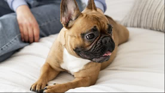 Cão tranquilo em sua casa - Freepik
